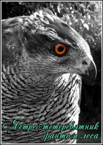     / National Geographic. Goshawk Phantom of the Forest VO