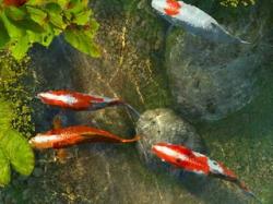 Koi Fish 3D Screensaver 1.0.1