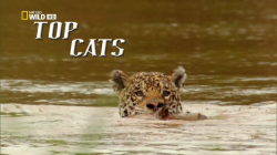   /     / NAT GEO WILD. Top Cats DUB