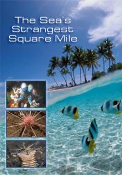      / NAT GEO WILD. The Sea's Strangest Square Mile VO