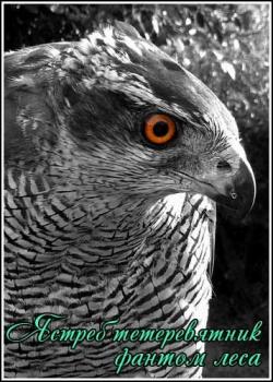     / National Geographic. Goshawk Phantom of the Forest VO